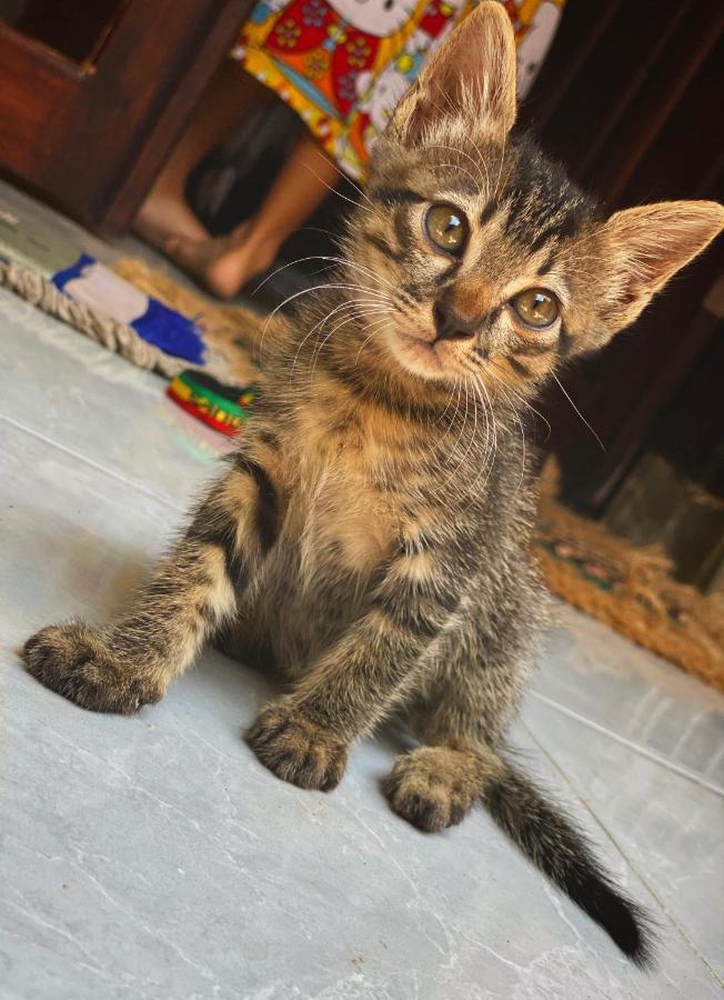 Jimador'S Homestay Quần đảo Gili Ngoại thất bức ảnh